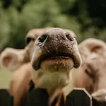 Mari Pop Szálloda 3*
